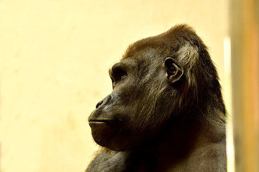Gorilla in profile. Sad animal. Great ape in a cage. zoo.