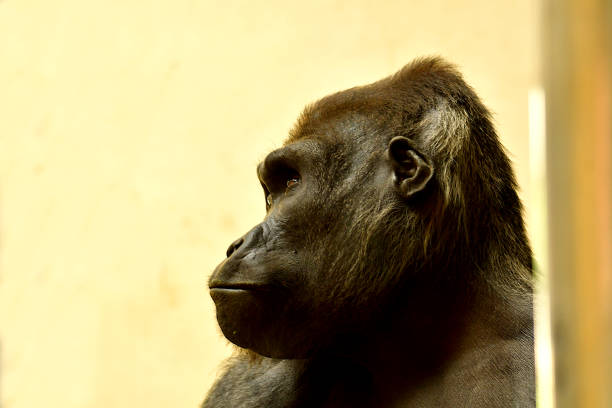 gorilla in profile. - gorilla zoo animal silverback gorilla imagens e fotografias de stock