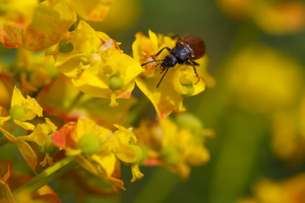 Beetle on yellow flowers in nature reserve Mainz Gonsenheimer Sand