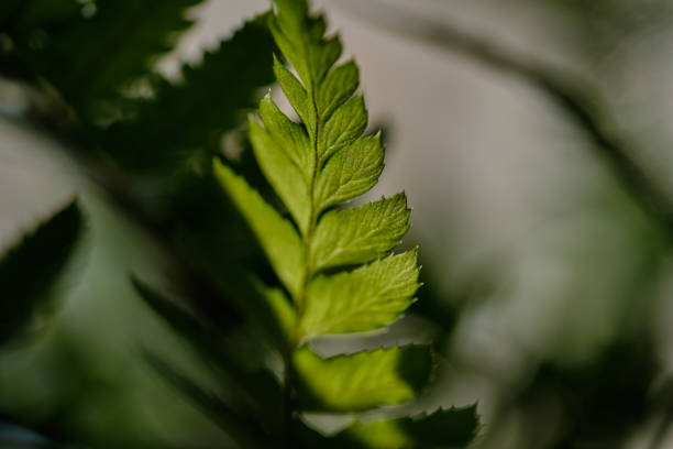 istock Houseplant Leaves. Blurred Natural Background 1321703368