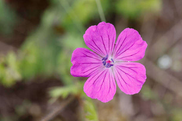 istock blooming flowers and grass in Mainz Germany 1321704443