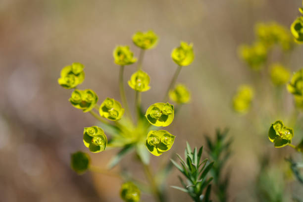 blooming flowers and grass in nature reserve Gonsenheimer Sand Mainz Germany
