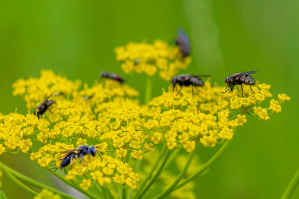 Several Stable Flies (Stomoxys calcitrans) search the blooms of Wild Parsnip (Pastinaca sativa) for pollen.