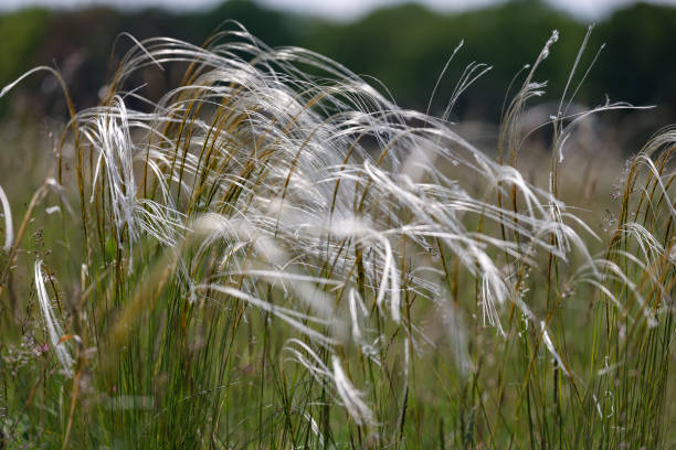 istock Feather grass Stipa pennata in nature reserve Mainz Germany 1321706306