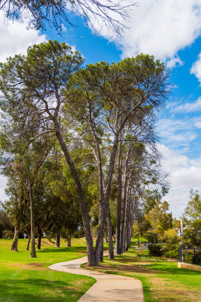 istock Walk the path amongst tall trees at Bernard Park Northam WA 1321706449