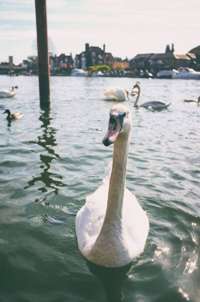istock Swans On The Thames In Marlow 1321708200