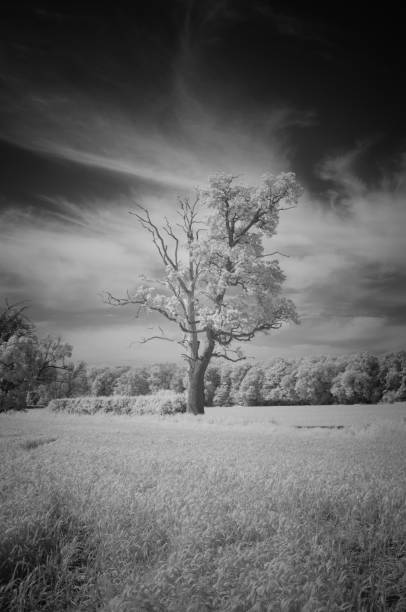 istock Buckinghamshire Landscape In Infrared 1321708215