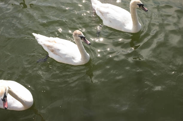 istock Swans On The Thames In Marlow 1321708296