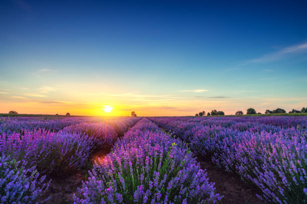 istock Lavender flower in the field panoramic view 1321708300