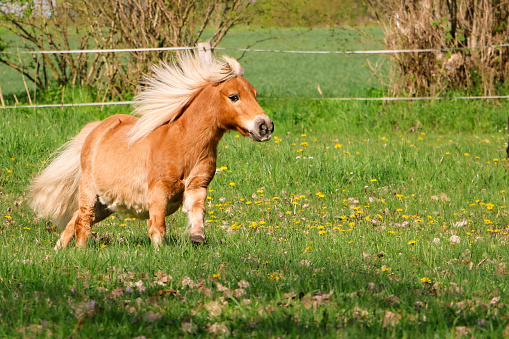 beautiful mini shetland pony looks like a haflinger horse is running on the paddock