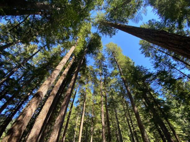 오래된 성장 숲 - tree growth sequoia rainforest 뉴스 사진 이미지