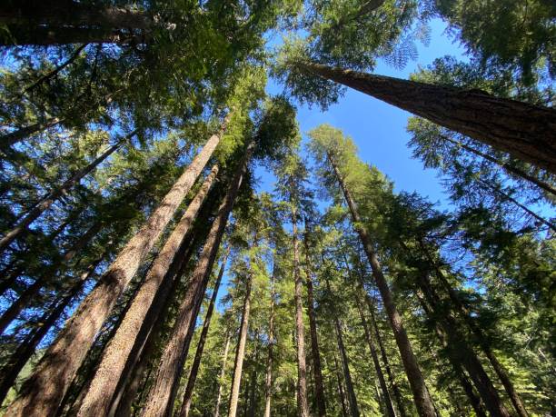 stary las wzrostu - tree growth sequoia rainforest zdjęcia i obrazy z banku zdjęć