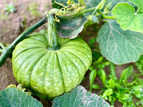Horizontal closeup photo of a green unripe pumpkin and leaves growing on a vine in an organic garden