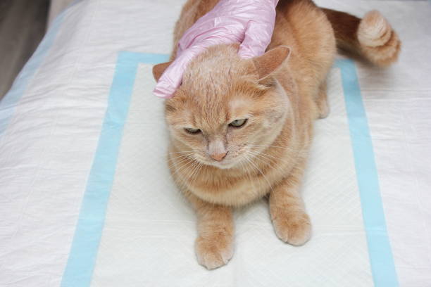 istock Red cat on a routine checkup at the vet. 1321713484