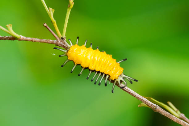 istock Yellow caterpillar perching on a perch isolated on green background 1321713579