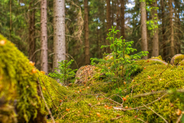 istock in the beautiful Thuringian Forest 1321713734