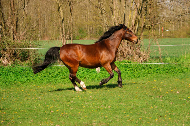 istock a beautiful brown quarter horse is running on the paddock 1321714771