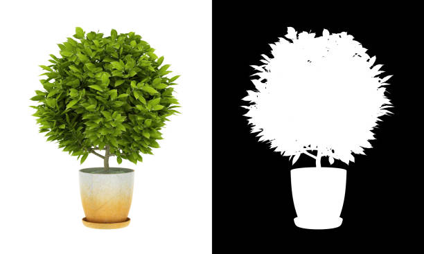 istock 3D rendering bonsai  Botel Tobago Cinnamon  tree（Blessings for safety） isolated on White Background with alpha channel 1321715076
