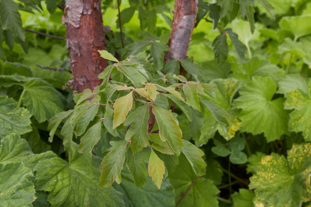 에이서 그리세움 클로즈업 - maple green maple keys tree 뉴스 사진 이미지