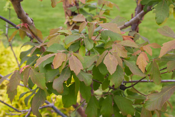 에이서 그리세움 클로즈업 - maple green maple keys tree 뉴스 사진 이미지