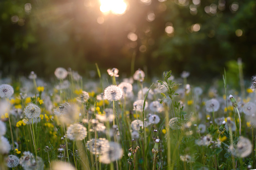 Fluffy white dandelions in a field in the light of a summer sunset