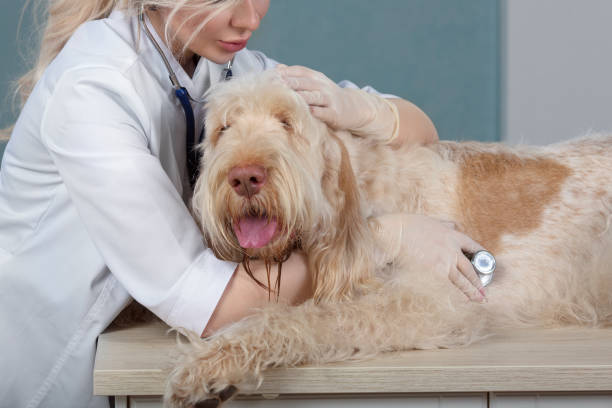 istock t doctor examins a dog with stethoscope 1321716894