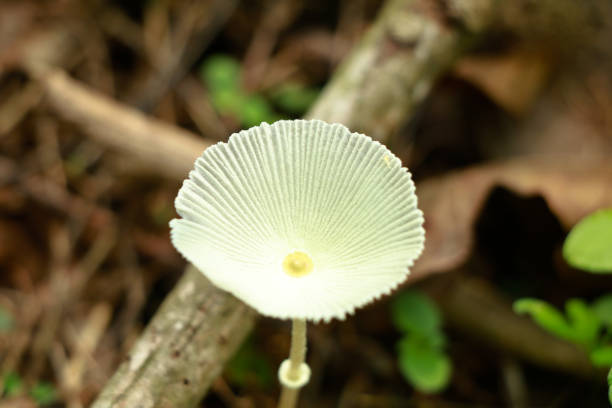 Oudemansiella mucida (Schrad. ex Fr.) Kühn. syn. Armillaria mucida (Schrad. ex Fr.) Kummer Buchen-Schleimrühling, Collybie mucide Porcelain fungus. Cap 2–8cm across, convex then flattening, pale greyish when young becoming more white often with an ochraceous flush at the centre, semi-translucent, slimy. Stem 30–100×3–10mm, white striate above the membranous ring, slightly scaly below. Flesh thin, white. Habitat on the trunks of beech, often high up and in large clusters. Season late summer to late autumn. Common. Edible after washing to remove gluten. Found In Europe (source R. Phillips).This nice Species is quite common on Branches (till high on the Tree) and Trunks of Beech (Fagus sylvatica) in the Netherlands.