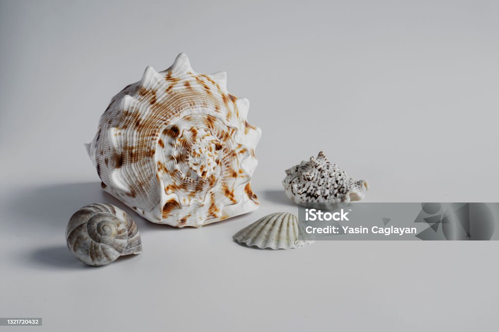 Coolest Shell Real Real Seashell Stock Photo - Download Image Now - Animal Shell, Animal ...