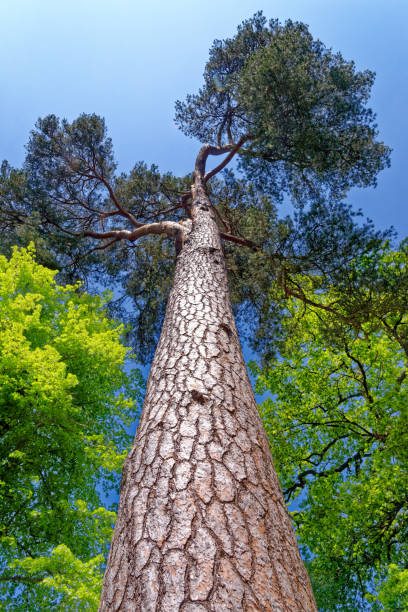 istock Low angle shoot of a giant pine tree 1321720508