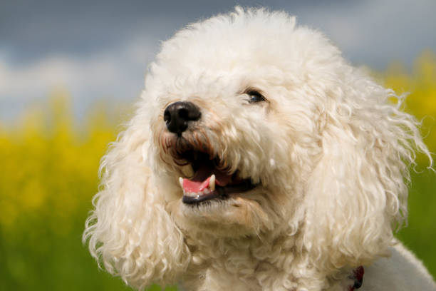 istock a head portrait of a white small poodle 1321721027