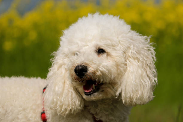 istock a head portrait of a white small poodle 1321721028