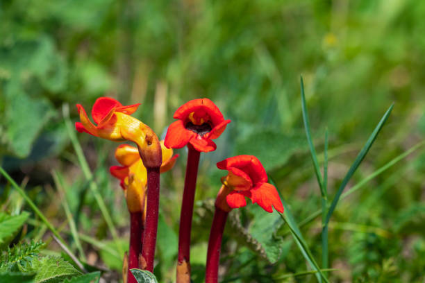 Red flower of Aeginetia indica