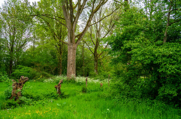 istock View in the park with pollard willows 1321721660