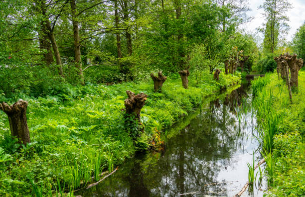 istock View in the park with pollard willows 1321721678
