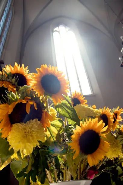 Sunflowers in the sun at church, Berlin, Germany