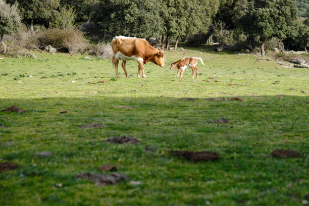 istock Cow with newborn calf in the meadow 1321724494