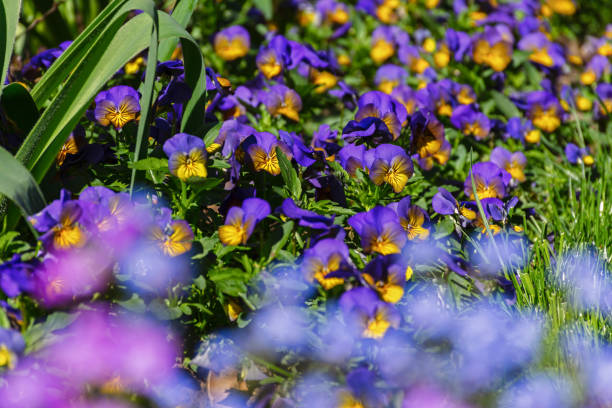 viola pansy en el jardín. un hermoso claro multicolor de flores de primavera. - 2947 fotografías e imágenes de stock