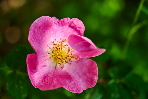 Flower of dog rose (Rosa canina).