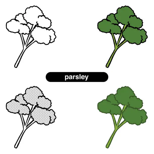 Vector illustration of Illustration of parsley in green-yellow vegetables