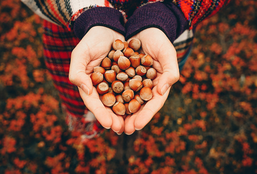 Hazelnuts in female hands close- up in warm colorful autumn colours on the background of the tundra.