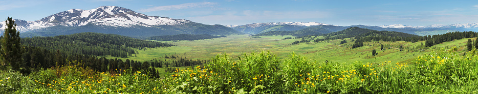 Wide panoramic view, the beginning of summer in the mountains. Green forests and meadows, snow-capped peaks and blue sky. Altay mountains. Blurred foreground.