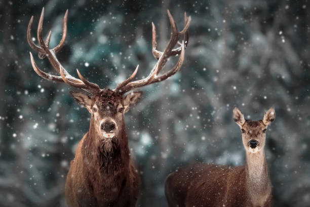 istock Wild noble deer in a fairytale winter forest. 1321728217