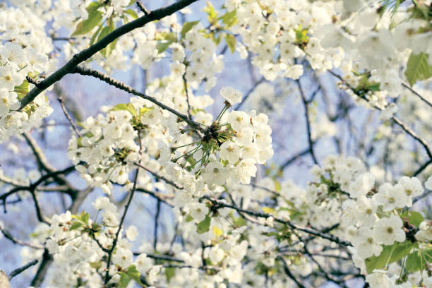 Close-up Of White Cherry Blossoms.