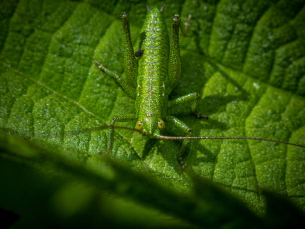 istock Small green long-horned grasshopper or bush cricket 1321731336