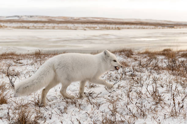 istock Arctic fox (Vulpes Lagopus) in winter time in Siberian tundra 1321731373