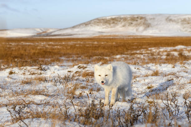 istock Arctic fox (Vulpes Lagopus) in winter time in Siberian tundra 1321731406