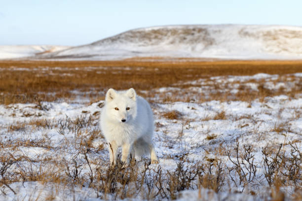 istock Arctic fox (Vulpes Lagopus) in winter time in Siberian tundra 1321731427