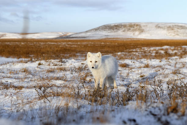 Arctic fox (Vulpes Lagopus) in winter time in Siberian tundra