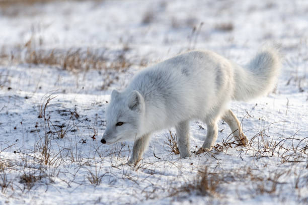 istock Arctic fox (Vulpes Lagopus) in winter time in Siberian tundra 1321731482