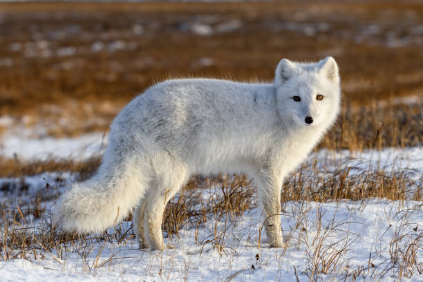 Arctic fox (Vulpes Lagopus) in winter time in Siberian tundra stock photo